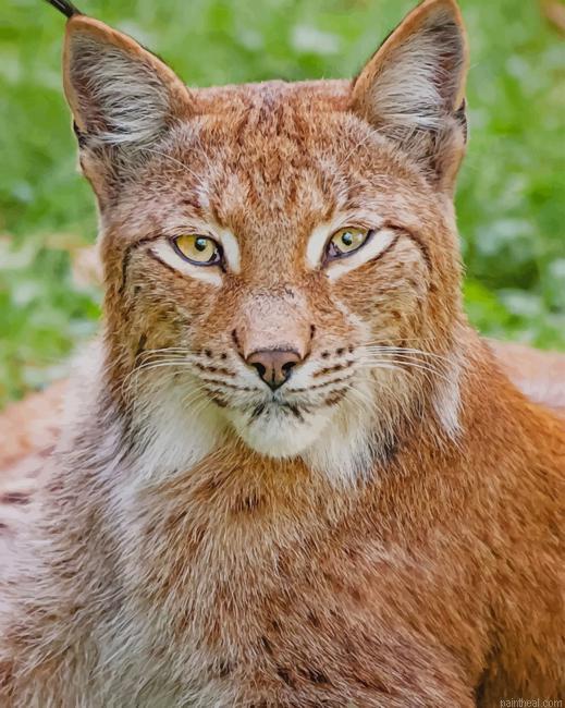 Lynx painting by numbers.jpeg