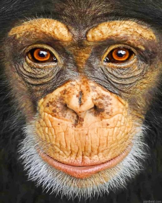 Monkey painting by numbers.jpeg