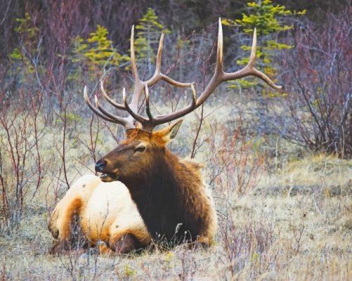 Moose wildlife painting by numbers.jpeg