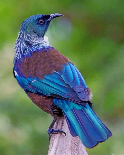 New zealand bird painting by numbers.jpeg