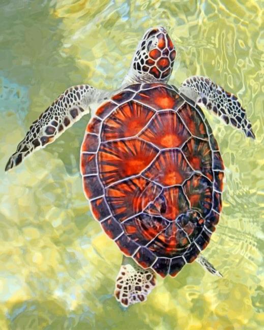 Ocean turtle animals painting by numbers.jpeg