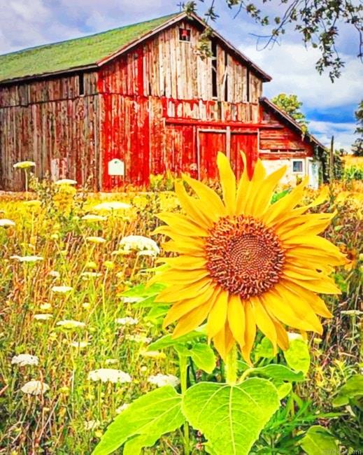 Old barn and sunflowers new painting by numbers.jpeg