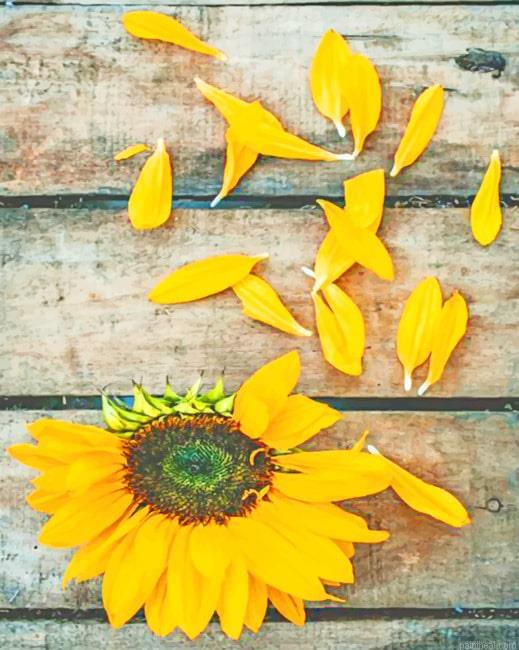 Old sunflower new painting by numbers.jpeg