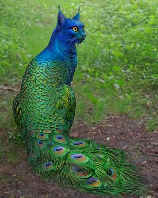 Peacock cat new painting by numbers.jpeg