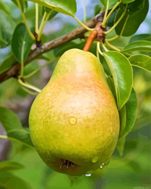 Pears on tree fruits painting by numbers.jpeg