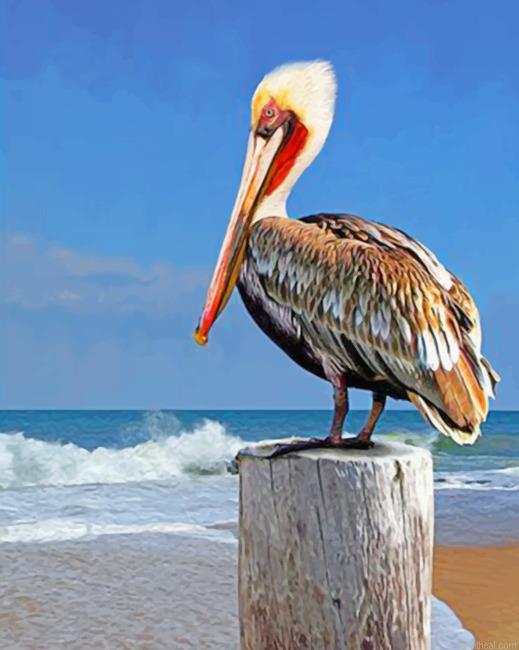 Pelican bird painting by numbers.jpeg