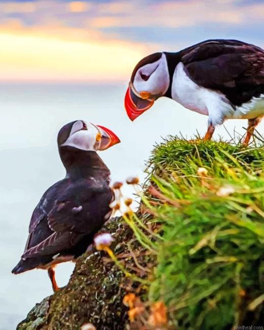 Puffins birds animals painting by numbers.jpeg