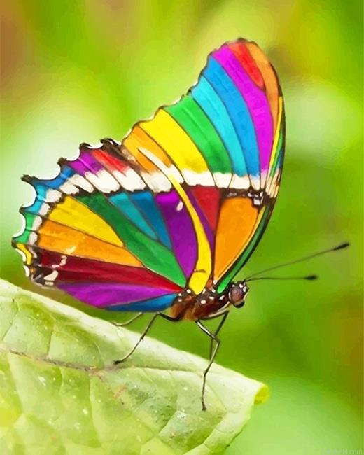 Rainbow butterfly painting by numbers.jpeg