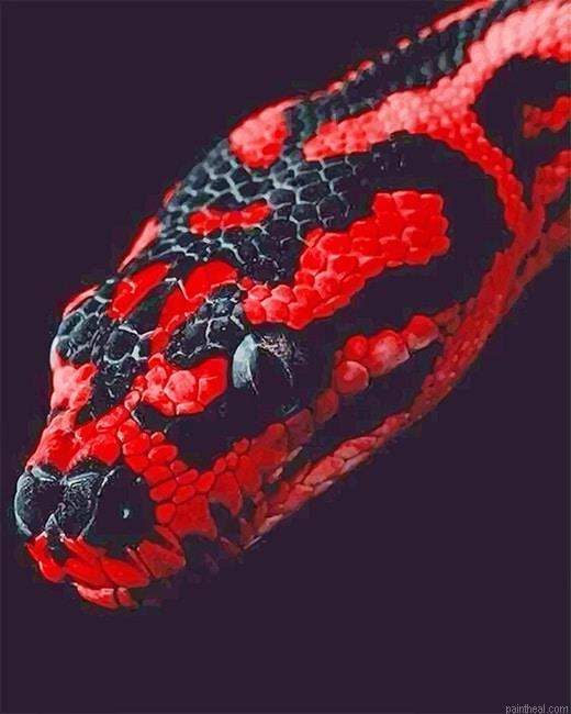 Red python painting by numbers.jpeg