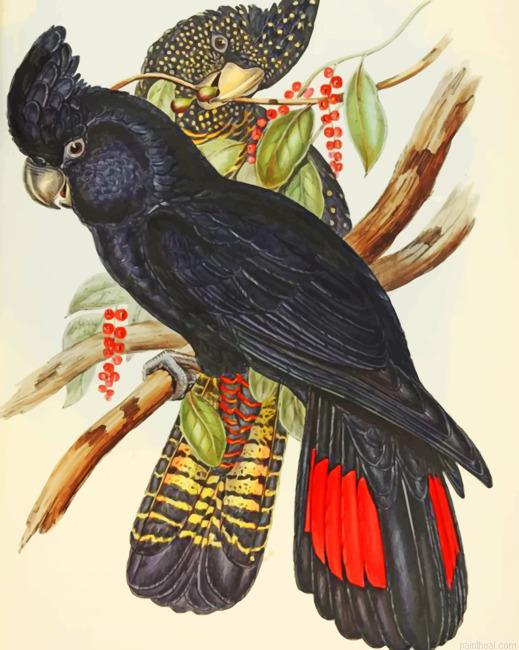 Red tailed black cockatoo painting by numbers.jpeg