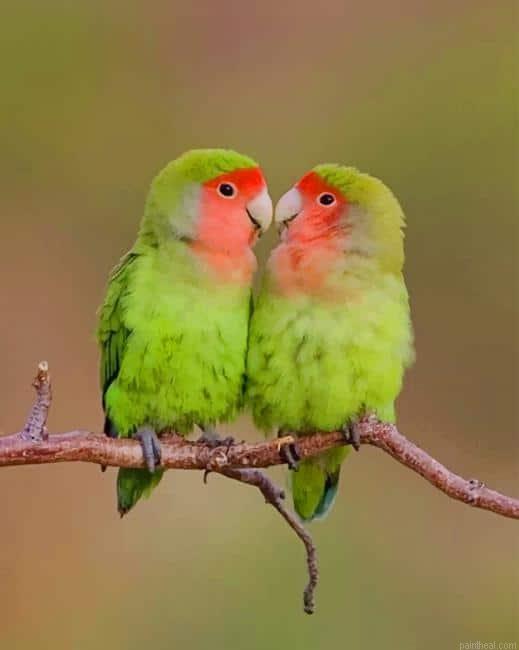 Rosy faced lovebirds painting by numbers.jpeg
