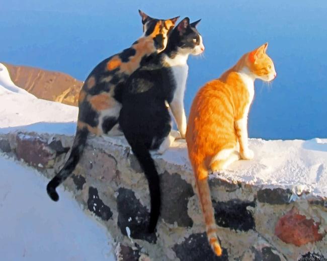 Santorini cats new painting by numbers.jpeg