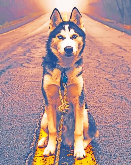 Siberian husky in road new painting by numbers.jpeg