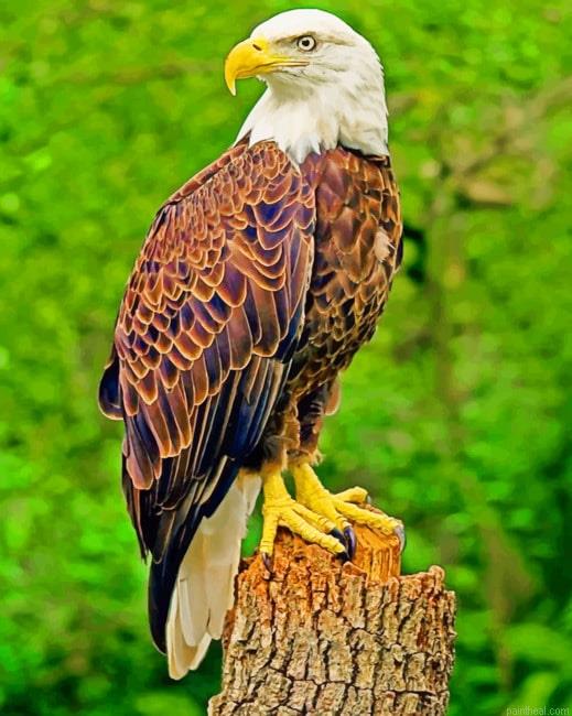 Southern bald eagle painting by numbers.jpeg