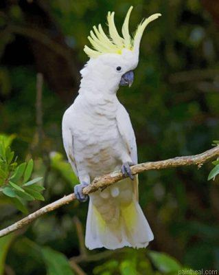 Sulphur crested cockatoo on tree painting by numbers.jpeg