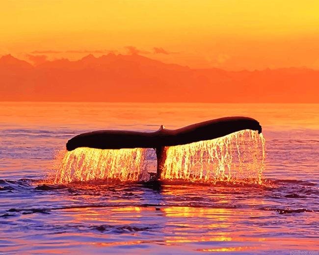 Sunset whale fluke painting by numbers.jpeg