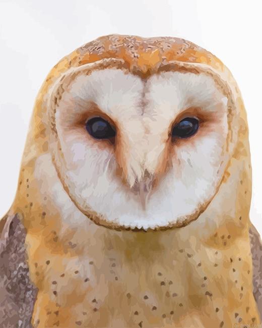 Tawny owl painting by numbers.jpeg
