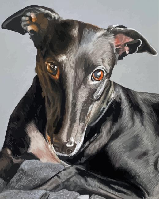 The black greyhound dog painting by numbers.jpeg