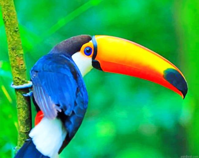 Tucano new painting by numbers.jpeg