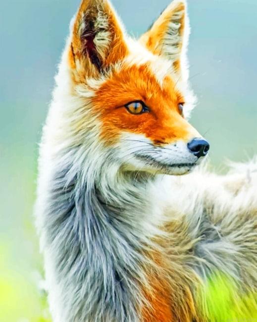 White and orange fox new painting by numbers.jpeg