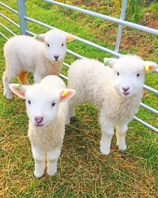 White fluffy lambs painting by numbers.jpeg