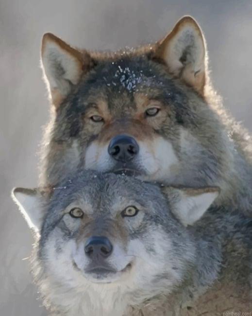 Wolves couple new painting by numbers.jpeg