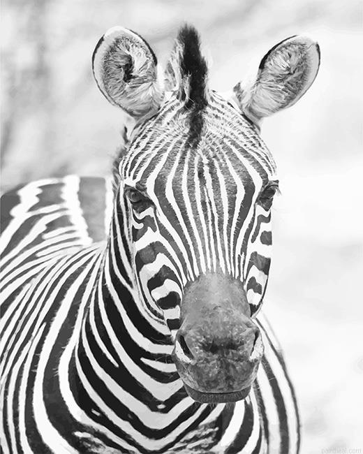 Zebra painting by numbers.jpeg