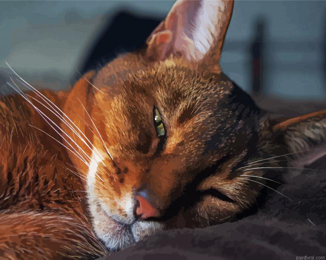 Abyssinian cat sleeping painting by numbers.jpeg