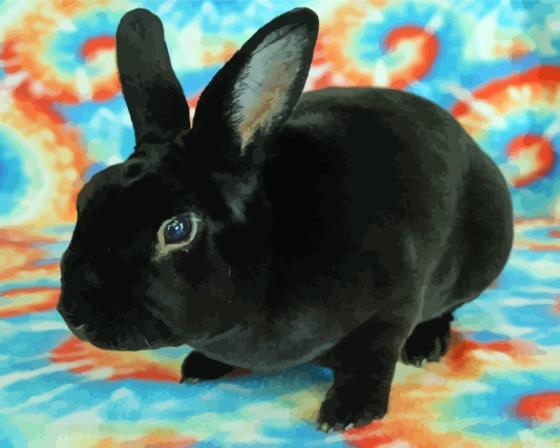 Adorable black bunny painting by numbers.jpeg