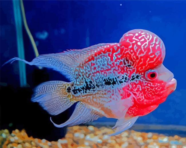 Aesthetic flowerhorn fish painting by numbers.jpeg