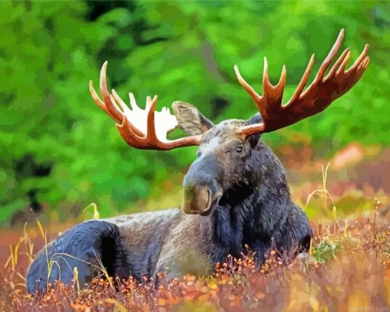 Aesthetic moose wildlife painting by numbers.jpeg