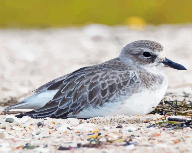 Aesthetic new zealand dotterel painting by numbers.jpeg