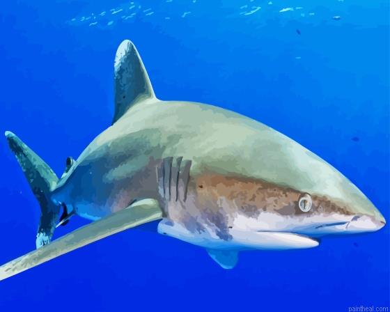 Aesthetic oceanic whitetip shark painting by numbers.jpeg