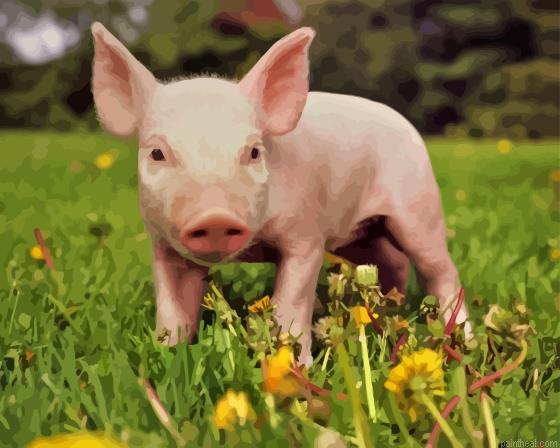 Aesthetic pig painting by numbers.jpeg