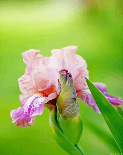Aesthetic pink iris painting by numbers.jpeg
