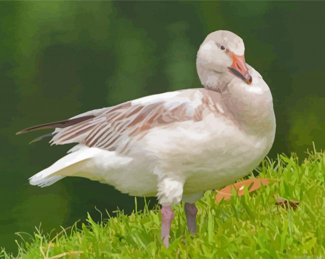 Aesthetic snow goose painting by numbers.jpeg