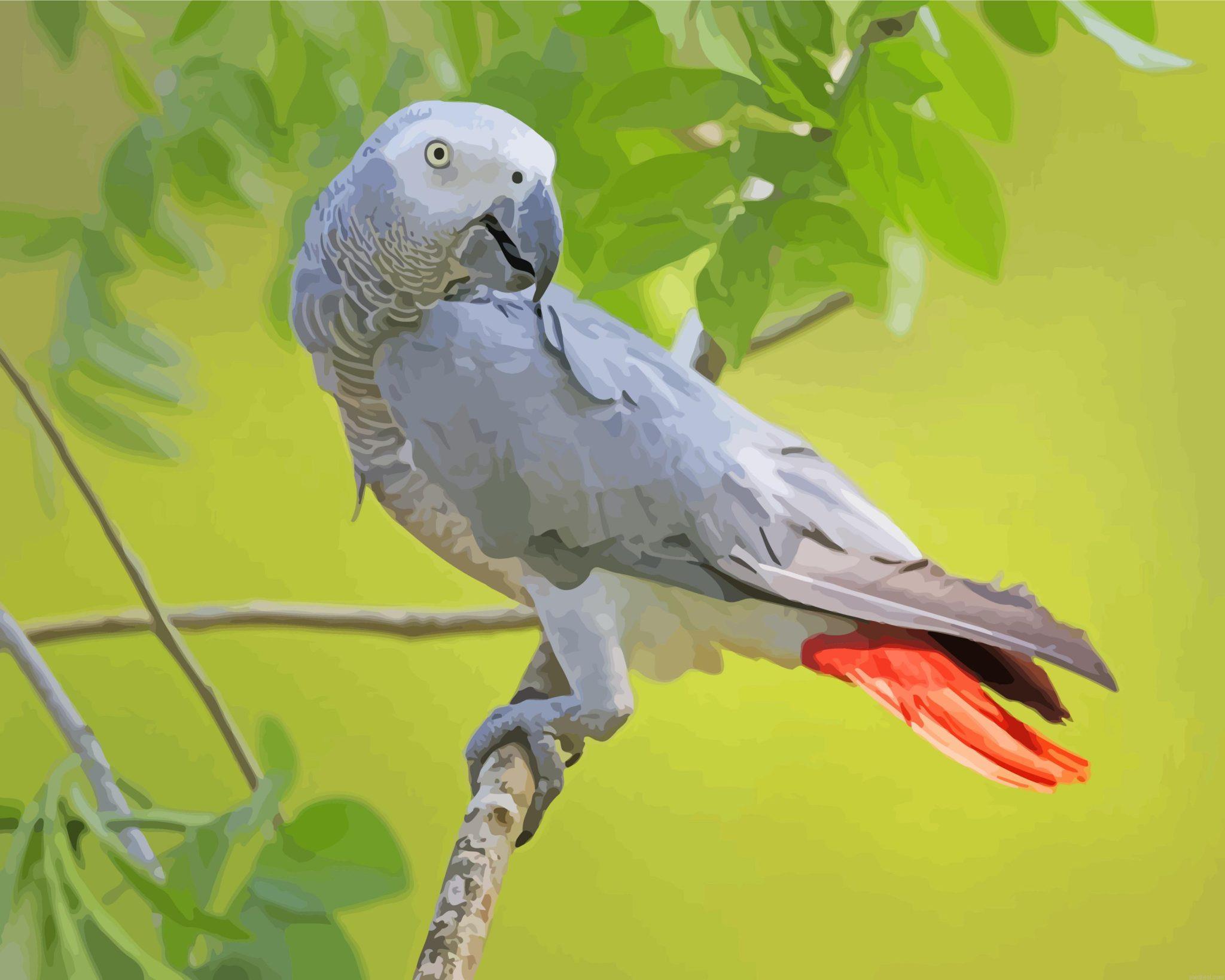 African gray parrot painting by numbers.jpeg