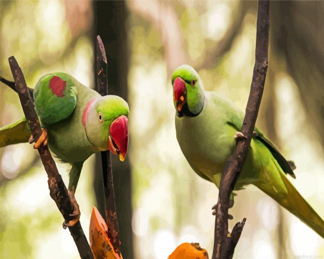 Alexandrine parakeet birds painting by numbers.jpeg