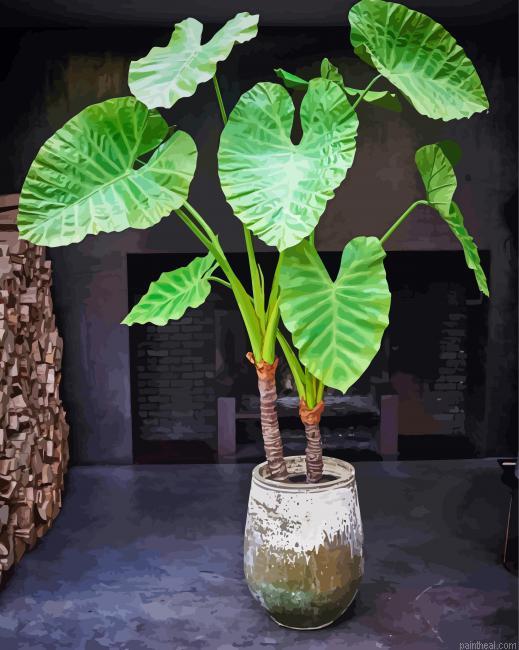 Alocasia plants painting by numbers.jpeg
