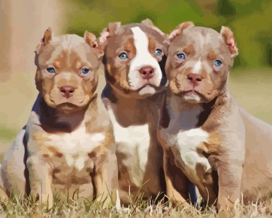 American bully puppies painting by numbers.jpeg