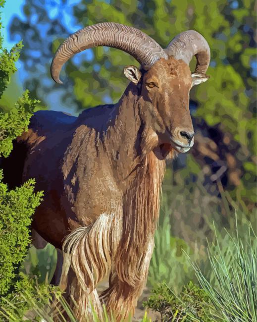 Aoudad sheep animal painting by numbers.jpeg