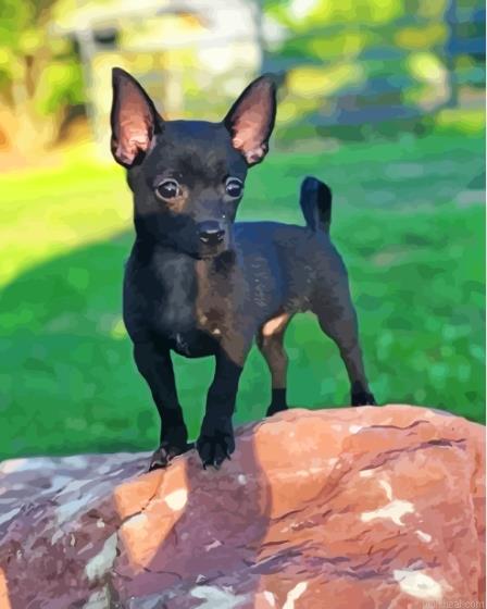 Baby black chihuahua painting by numbers.jpeg