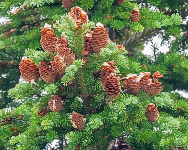 Balsam fir tree painting by numbers.jpeg