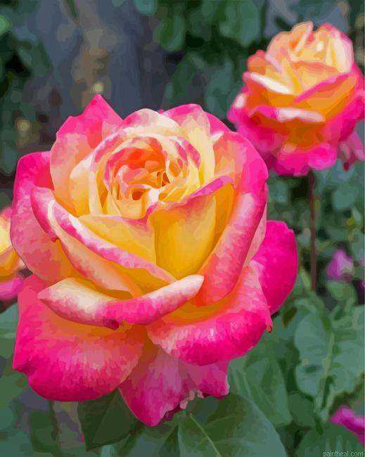 Beautiful peace rose painting by numbers.jpeg