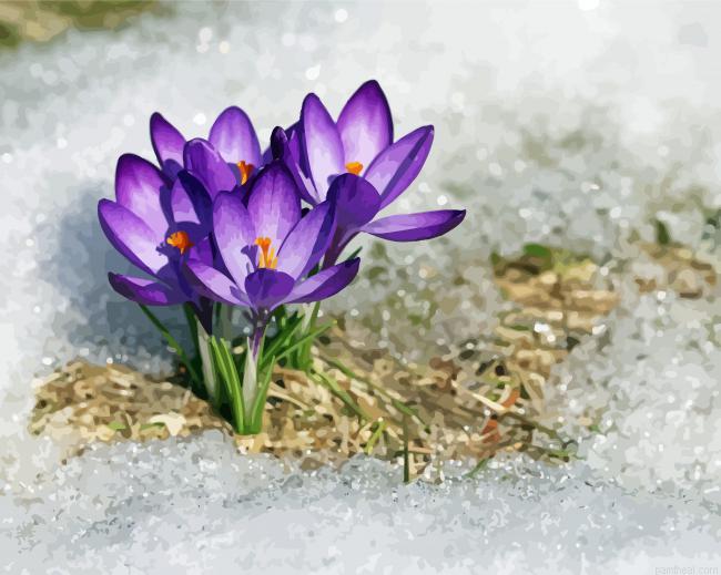 Beautiful spring flower in snow painting by numbers.jpeg