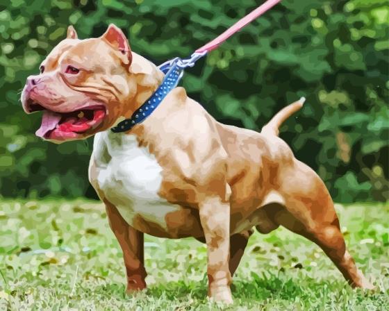 Beige american bully painting by numbers.jpeg