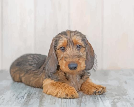 Black and beige wire haired dachshund painting by numbers.jpeg