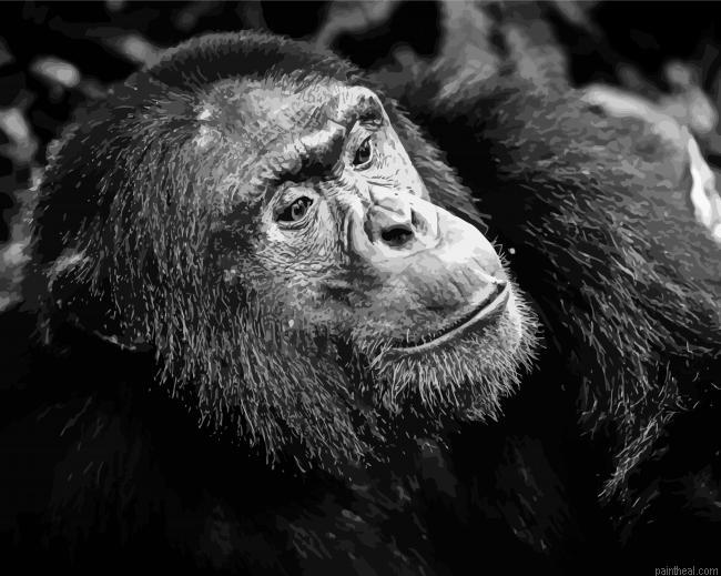 Black and white chimpanzee painting by numbers.jpeg