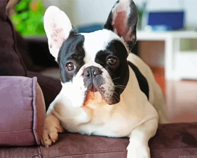 Black and white french bulldog on sofa painting by numbers.jpeg
