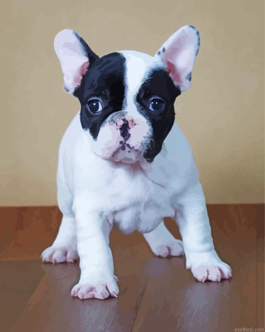 Black and white french bulldog painting by numbers.jpeg